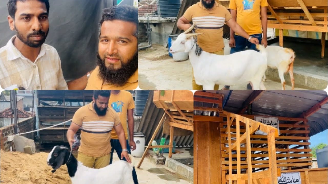 Goat Delivery To Sammanthurai / Goat/ Farm life / Farmer 
