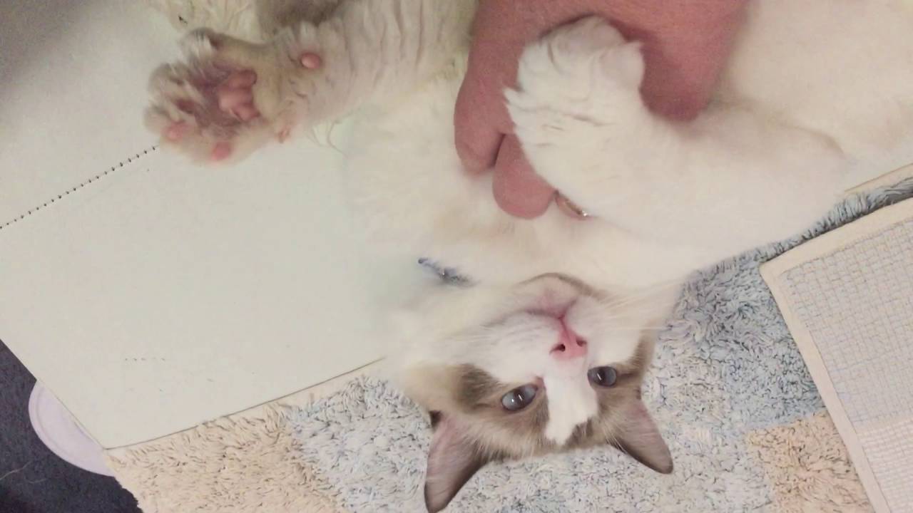 Paddling paws