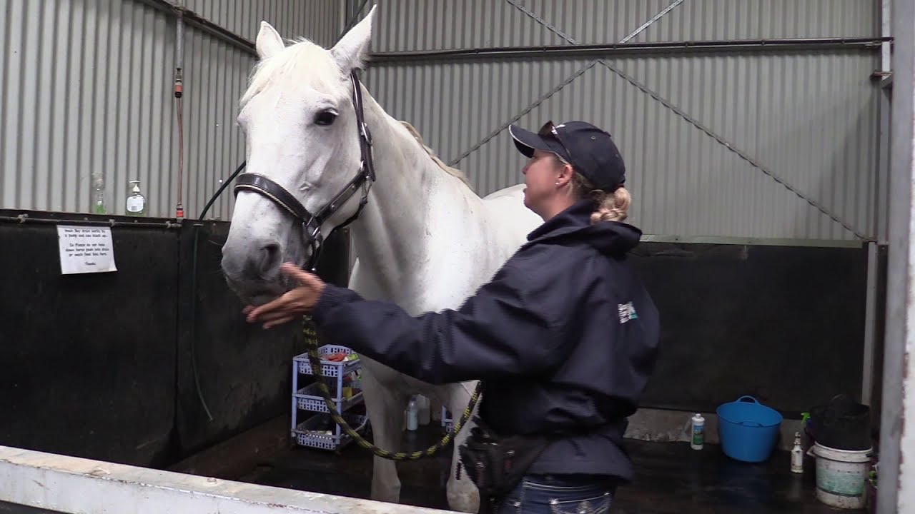 Clicker training a horse to have their face washed with a sponge.