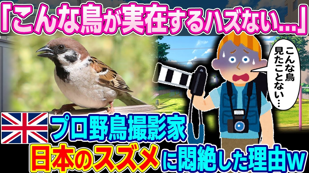 「日本は鳥まで狂ってる…」日本へ野鳥撮影しに来たイギリス人男性。日本のスズメを発見した瞬間悶絶w【ゆっくり解説】【海外の反応】