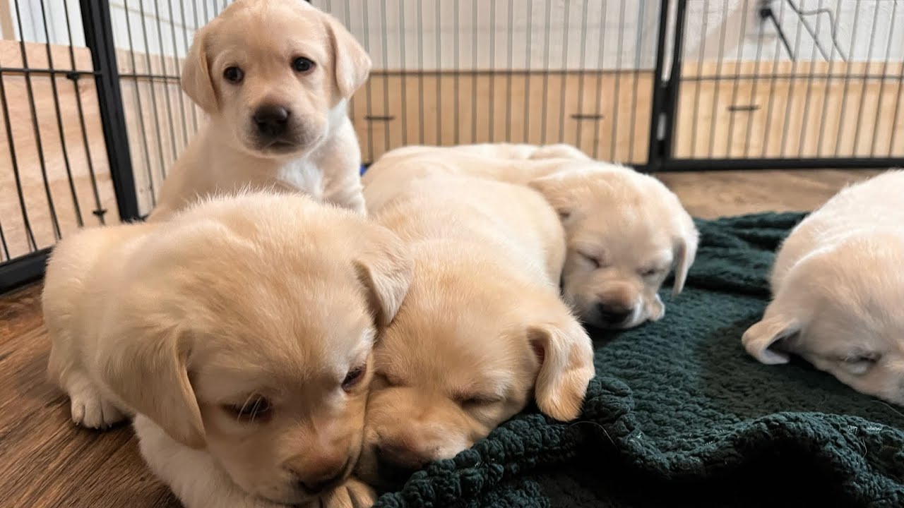 Christmas Puppies Livestream REPLAY: Adorable Lab Puppies Play and Cuddle Together #labrador #puppy