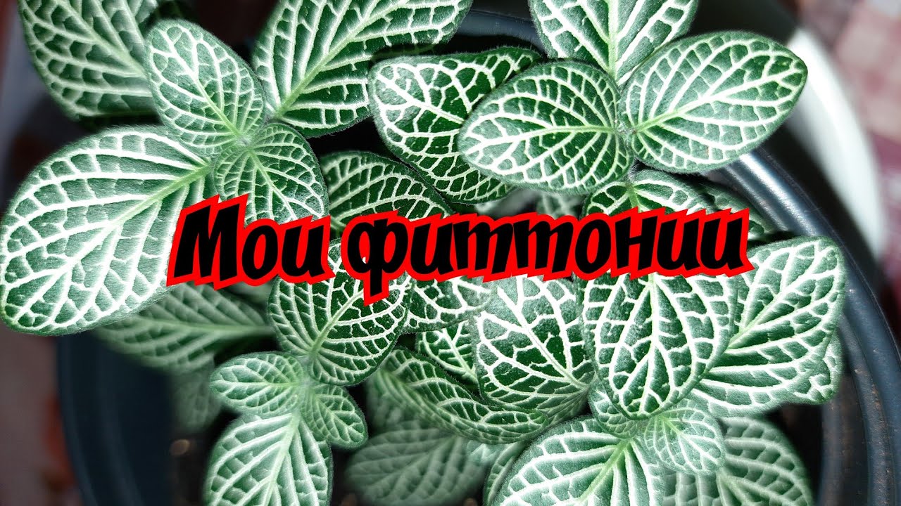 Мои фиттонии