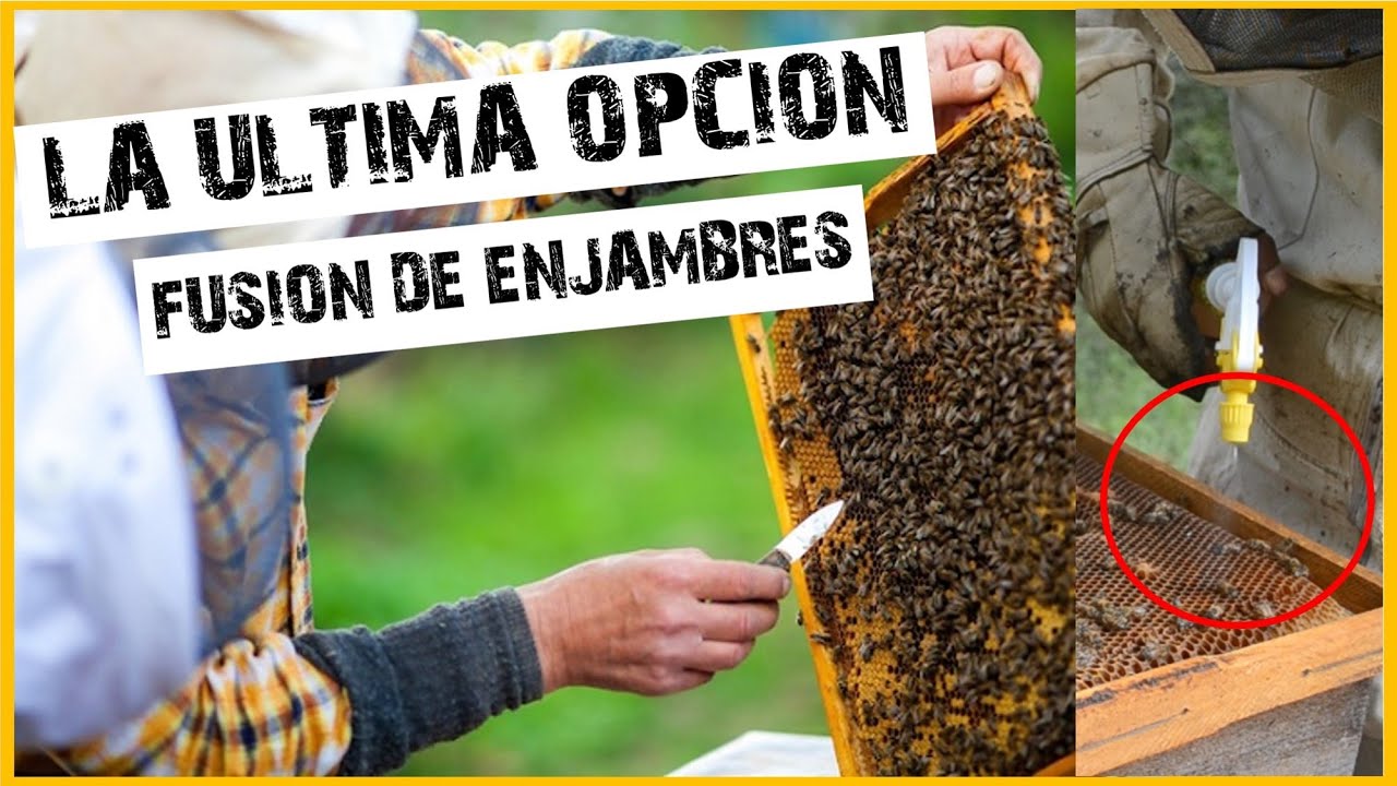 ✅ ULTIMO METODO PARA FUCIONAR UNA COLMENA ZANGANERA CON UNA COLMENA EN BUEN ESTADO | 👉ApiVlog