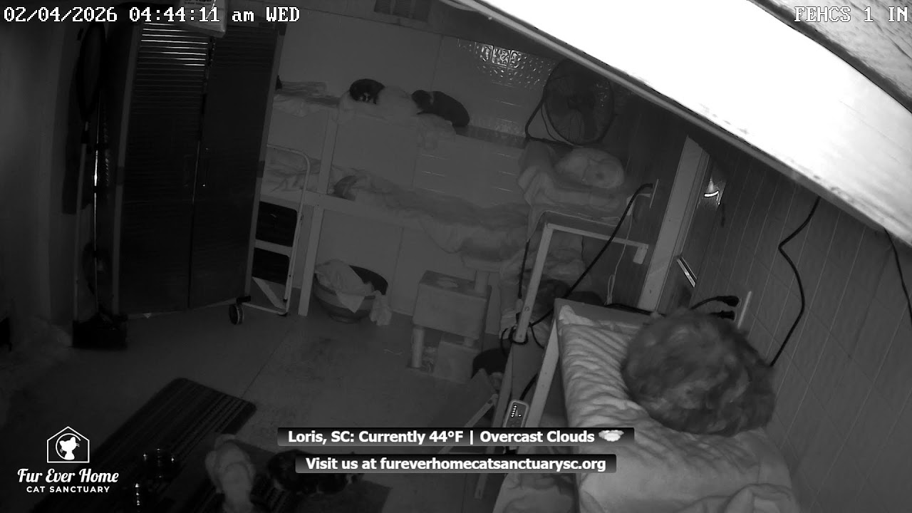 Fur Ever Home Cat Sanctuary Live Stream