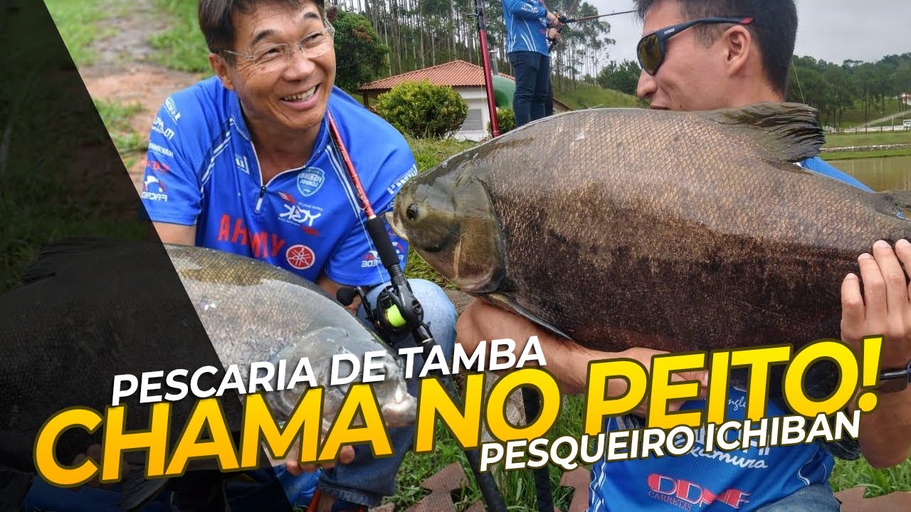 CHAMA NO PEITO! Pescaria de Tamba no pesqueiro Ichiban. Estreiando a nova vara TANKA!