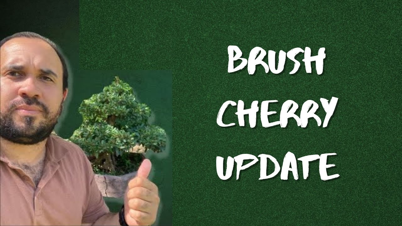 Brush Cherry Bonsai Update
