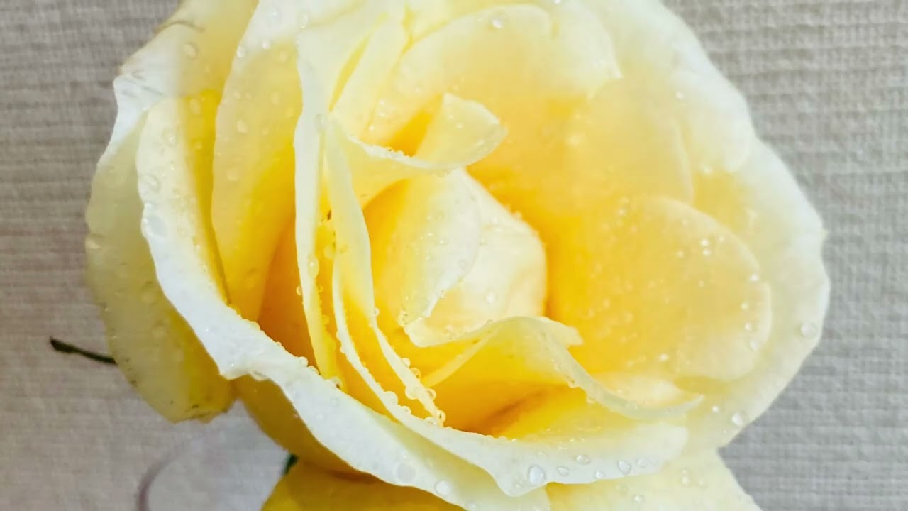 花々に囲まれて…