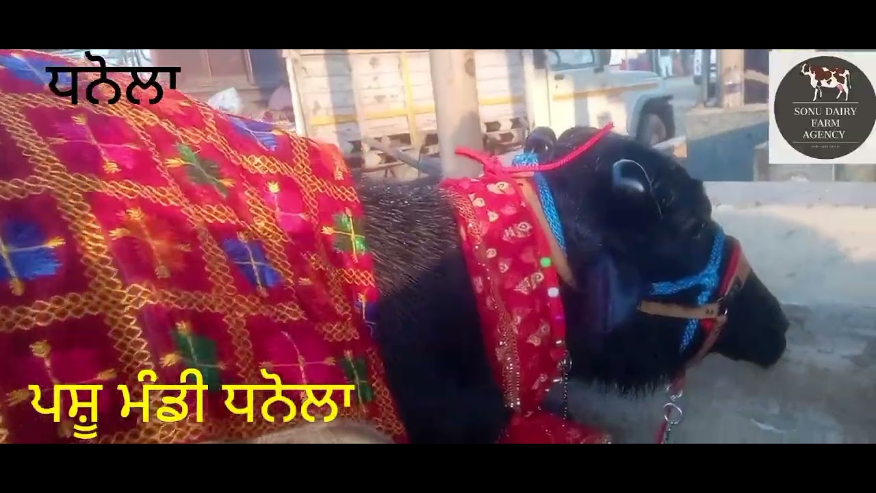 ਪਸੂ ਮੰਡੀ ਧਨੋਲਾ ਜਾਣੋ ਤਾਜੇ ਰੇਟ 11/2/2026