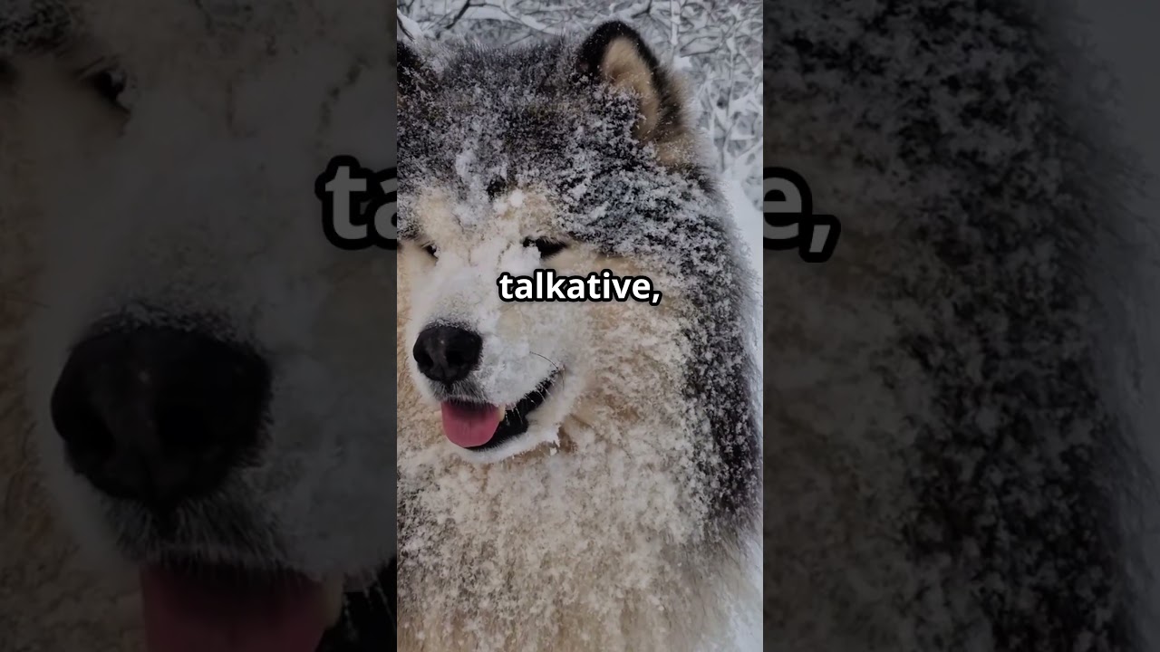 Siberian Husky vs alaskan malamute: which  is better for you? 