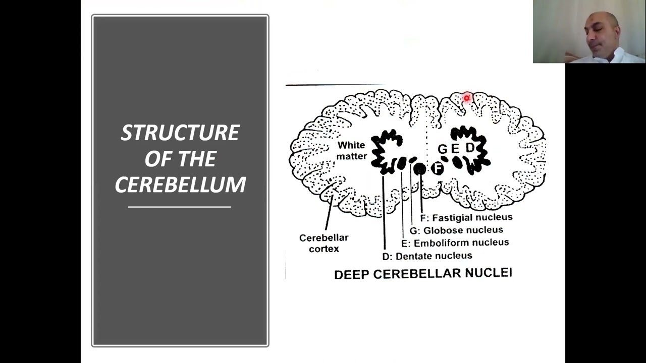 Connections of cerebellum