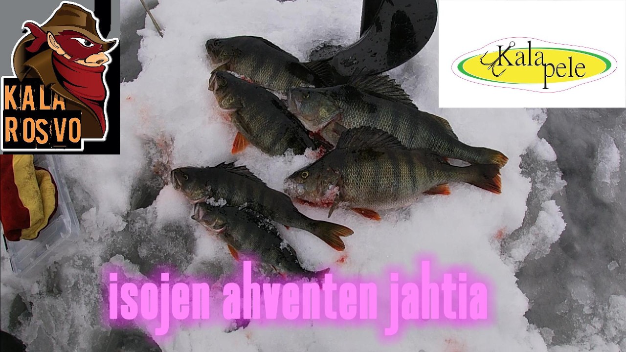 ison ahvenen jahtia