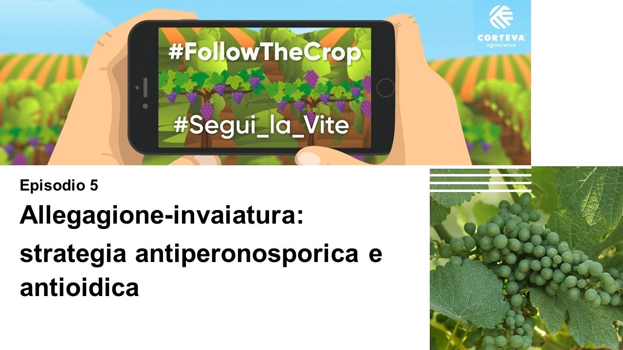 Segui la Vite - episodio 5: Strategia antiperonosporica e antioidica tra allegagione e invaiatura