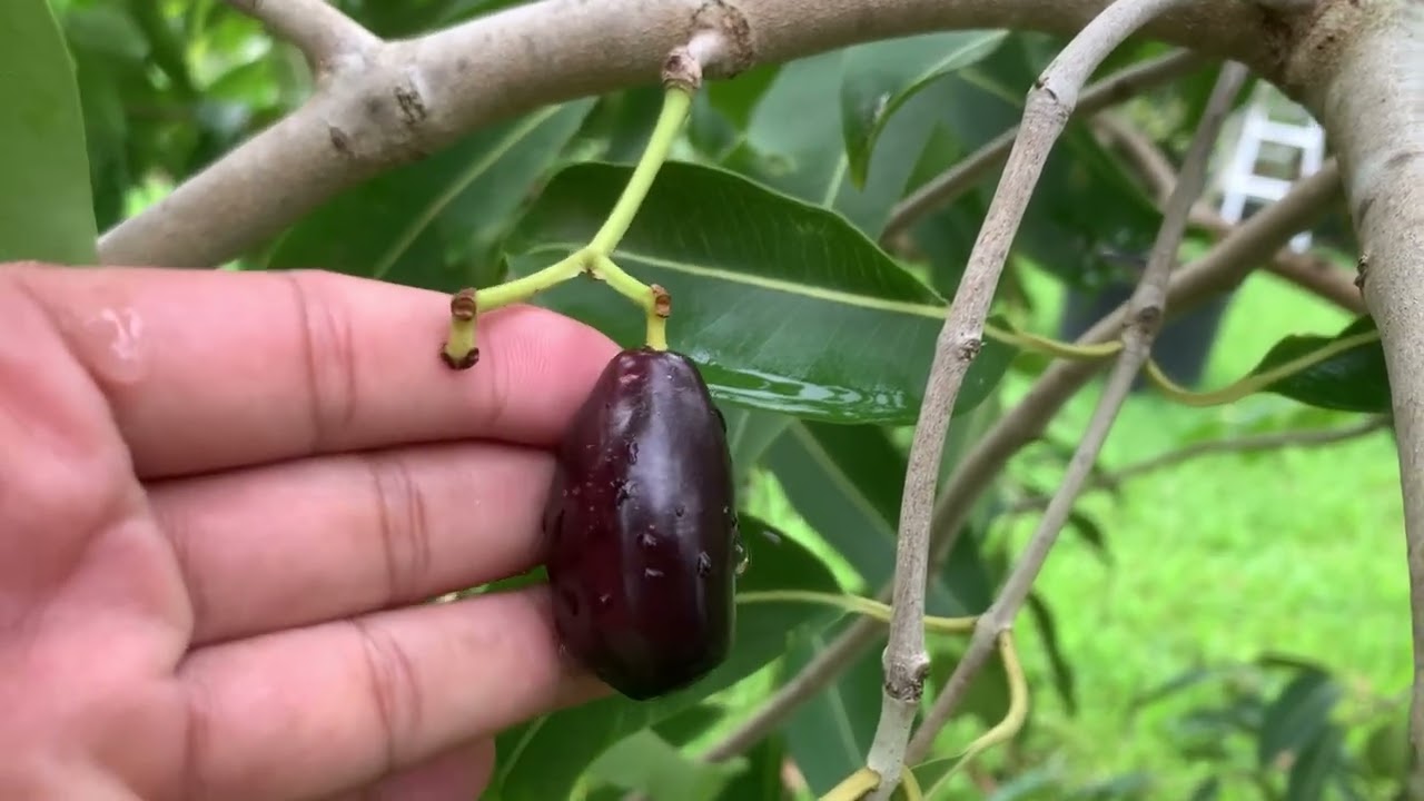 How to make Jamun/ Jam tree dwarf