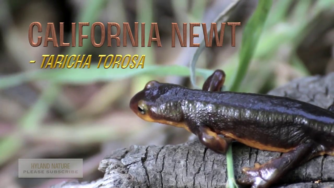 Where does the POISONOUS California Newt call home?