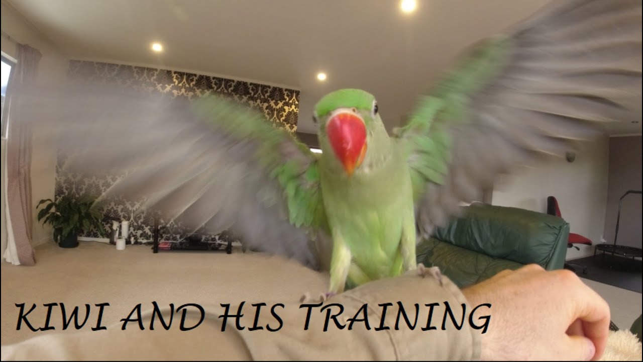 Training and Play time with my Kiwi (Alexandrine parrot)