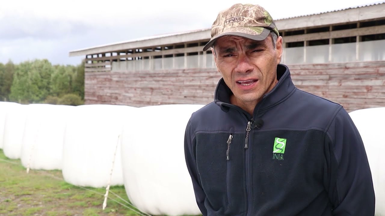 Manejo de la pradera en sistemas ovinos