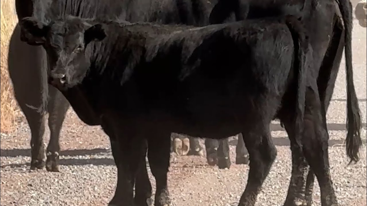 Las Nuevas Becerras De remplazo Pura Selección Angus 