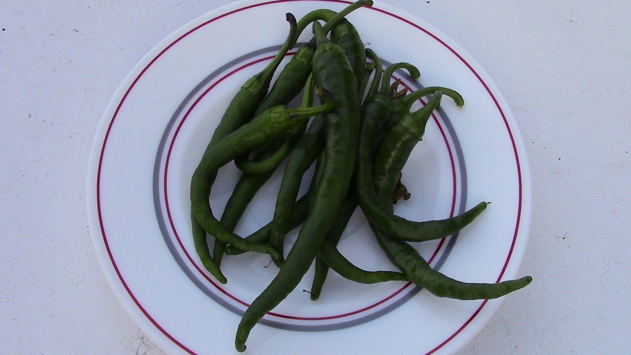 COMO SEMBRAR GUINDILLAS VERDES PICANTES (cultivos de terraza)