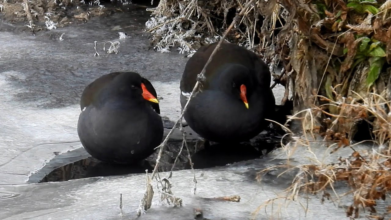 Slípka zelenonohá, Common moorhen, Teichralle, Gallinule poule d'eau, Okoszka zwyczajna