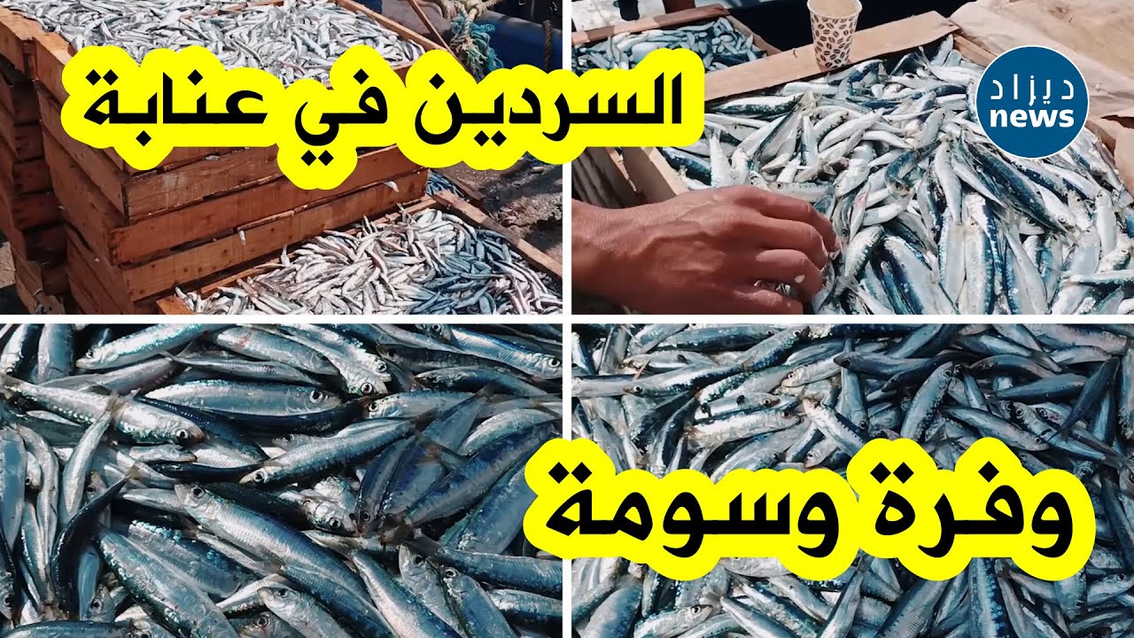 إنزال وفير للأسماك خاصة 