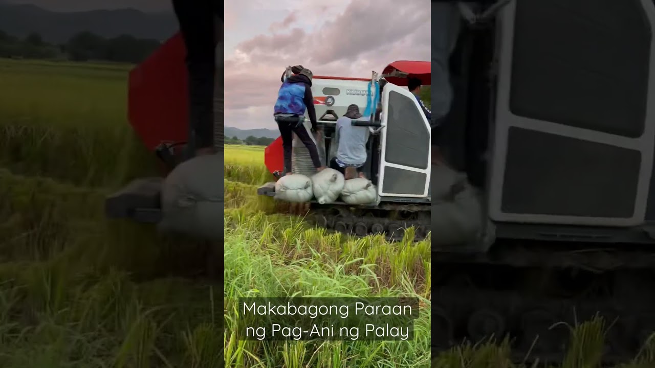 Biag ti Away: Makabagong paraan ng Pag-Ani ng Palay
