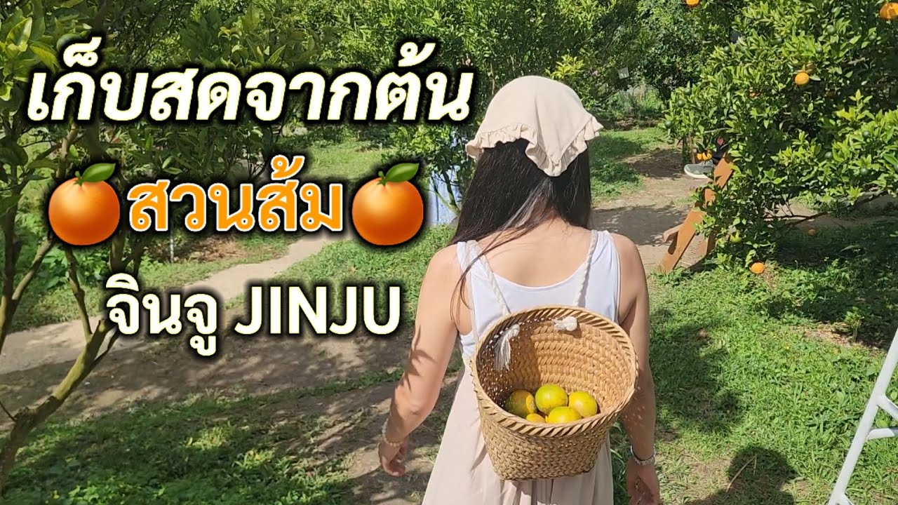 สวนส้มจินจู 🍊JINJU🍊 #สวนส้มเชียงใหม่