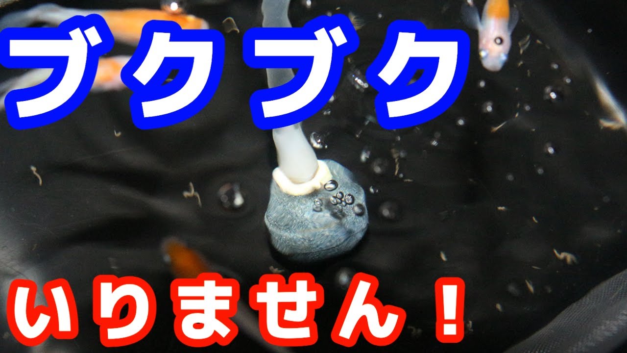 【これで決着】メダカ飼育はエアレーション(ポンプ)無しでも出来ます！
