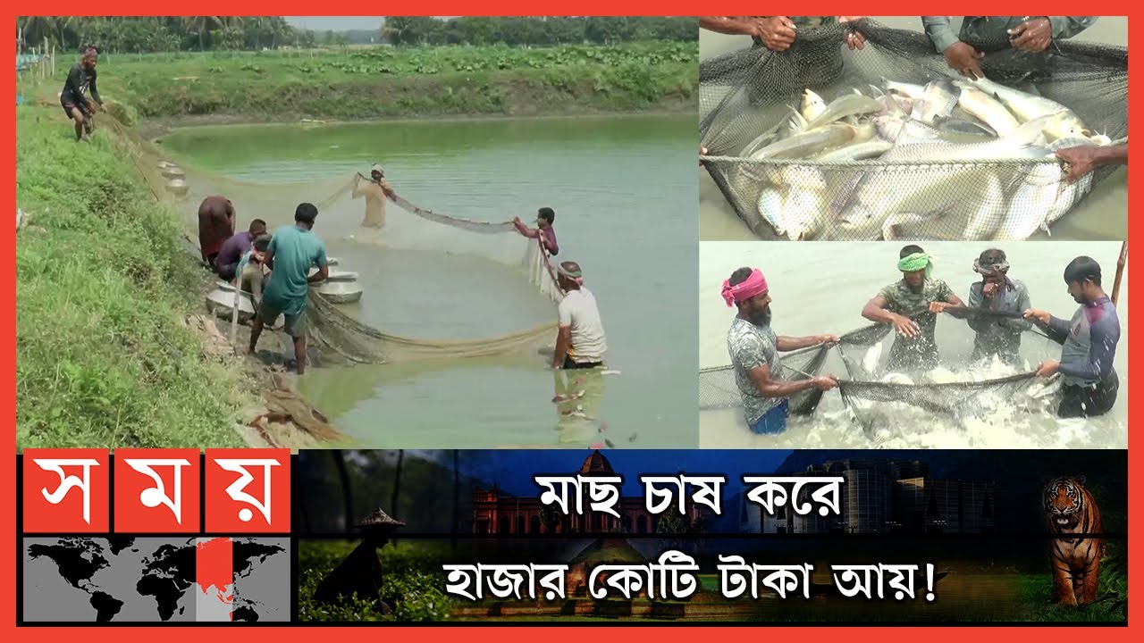 2nd highest fish producing district Jessore | Fish Farming | Jashore | Fish Exporter | Somoy TV