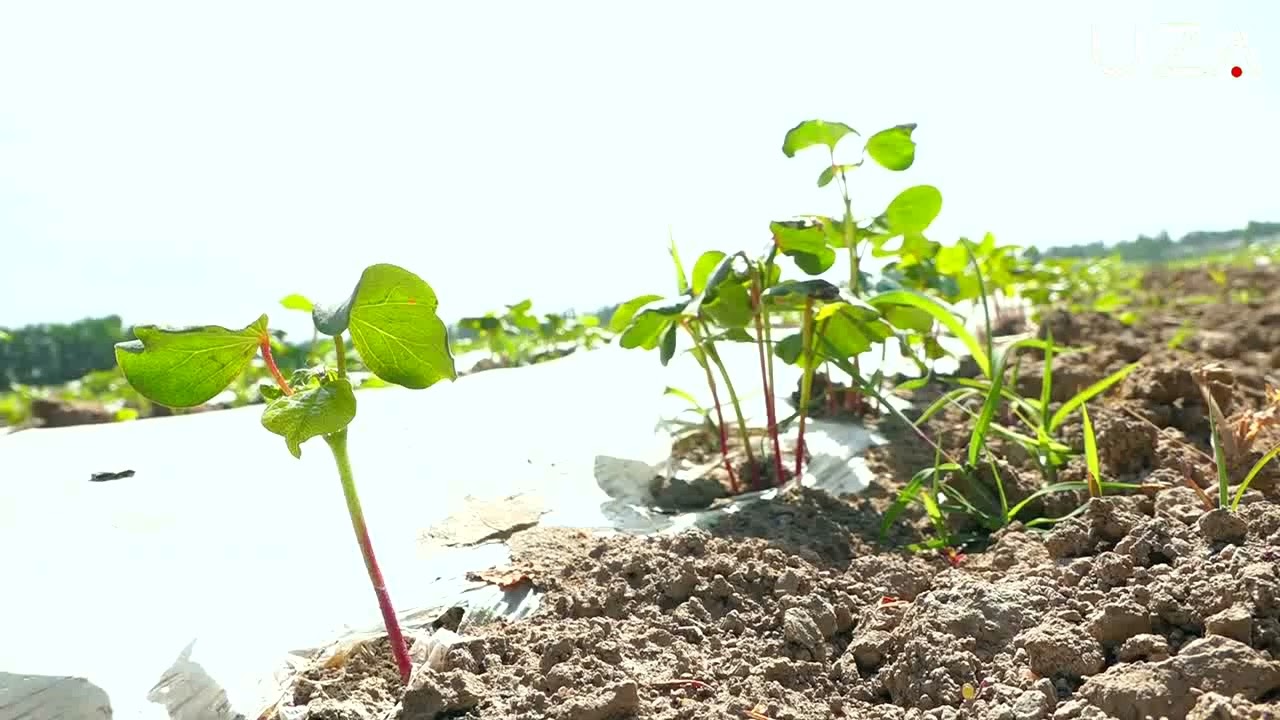 Нега андижонлик деҳқонлар ҳамон чигитни пленка остига экиш услубини танлашмоқда?