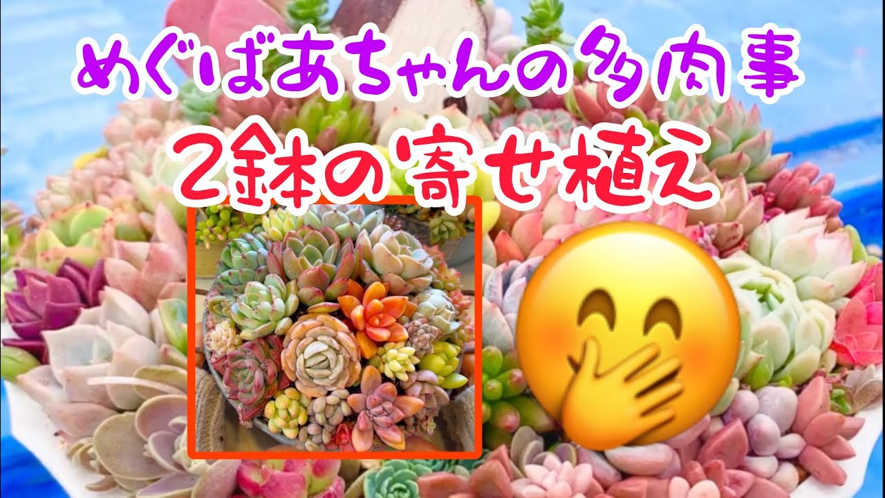 🪴No454🪴多肉植物🪴2鉢寄寄せ植え🪴めぐばあちゃんの多肉事👵🏻
