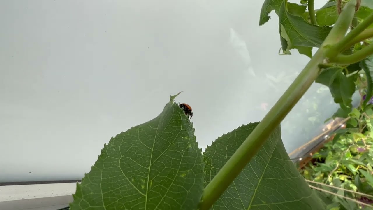 Ladybug Travelling through the Passiflora Incense