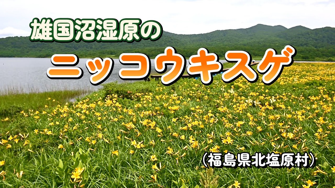 雄国沼湿原のニッコウキスゲ（福島県北塩原村）