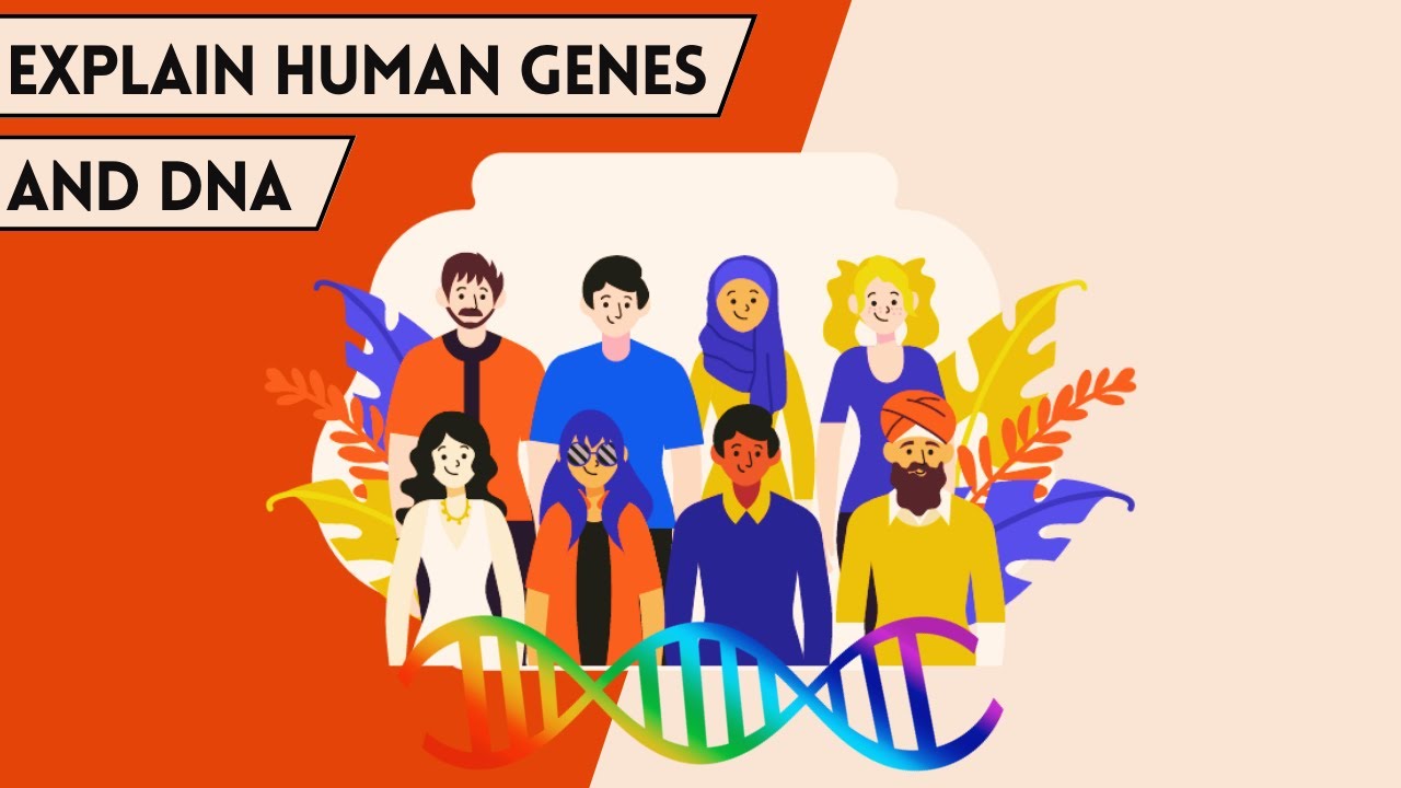 Explain human genes and DNA | 