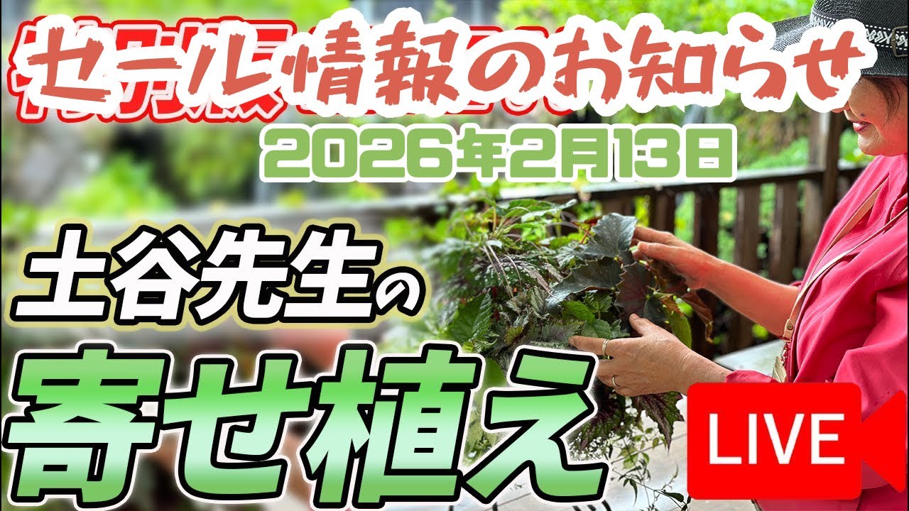 《SALE情報あり》2026年2月13日 土谷ますみ先生の寄せ植えをLIVEにてご紹介！八王子本店からお届けします！