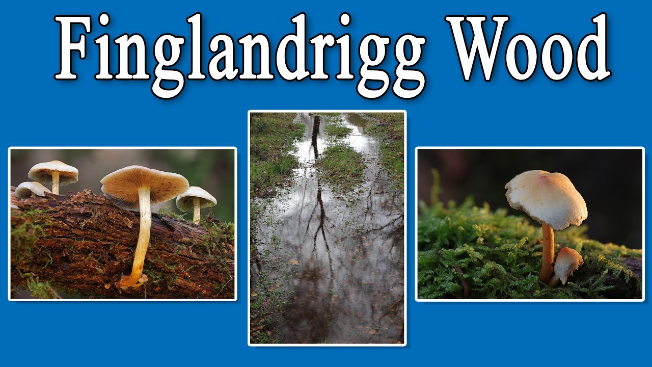 Finglandrigg Wood