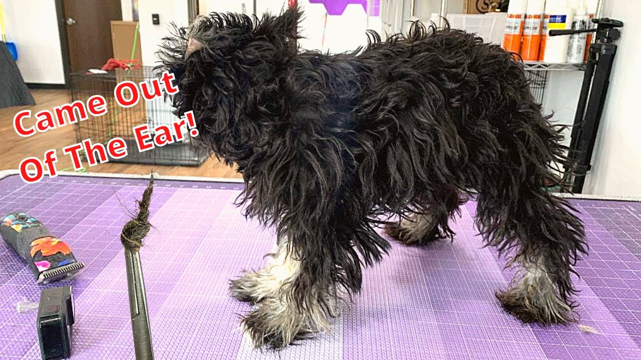 SEVERELY Matted Schnauzer Puppy