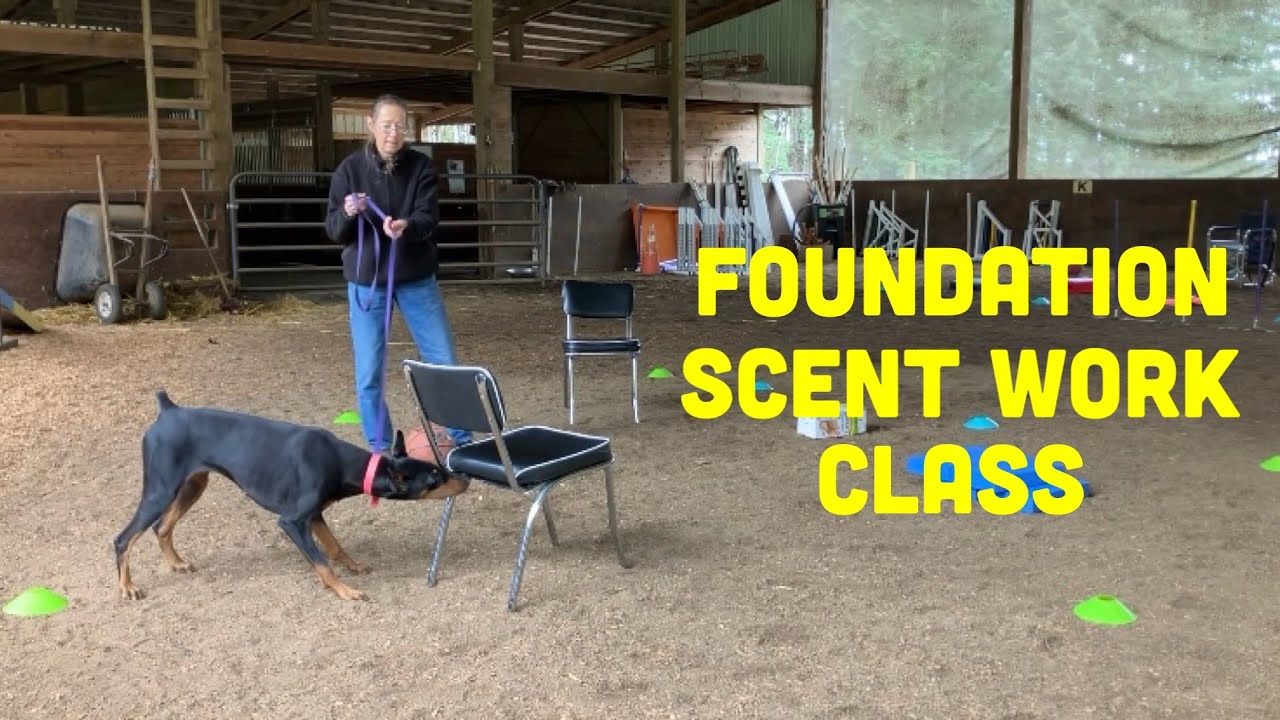 Foundation Canine Scent Work Class