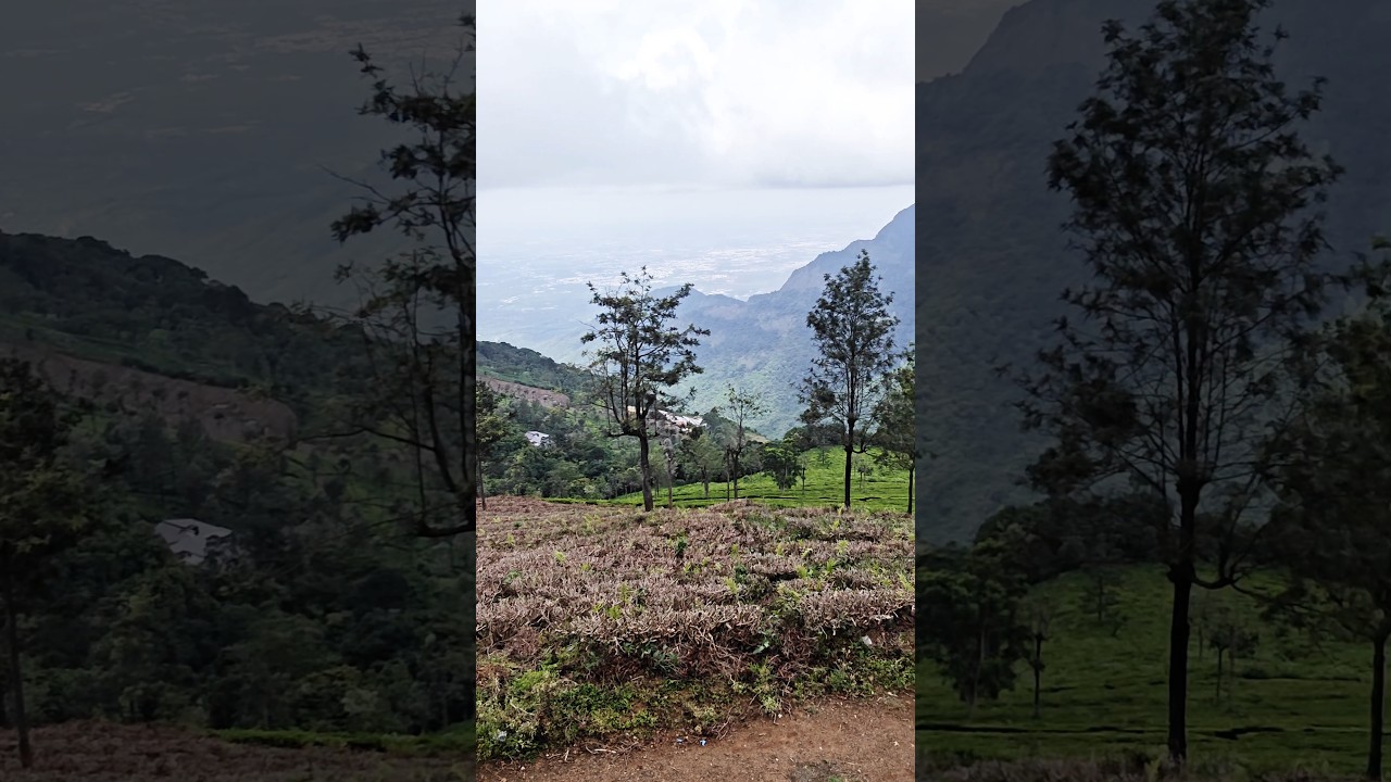 Ooty Tea Estate Beauty &hearts;️