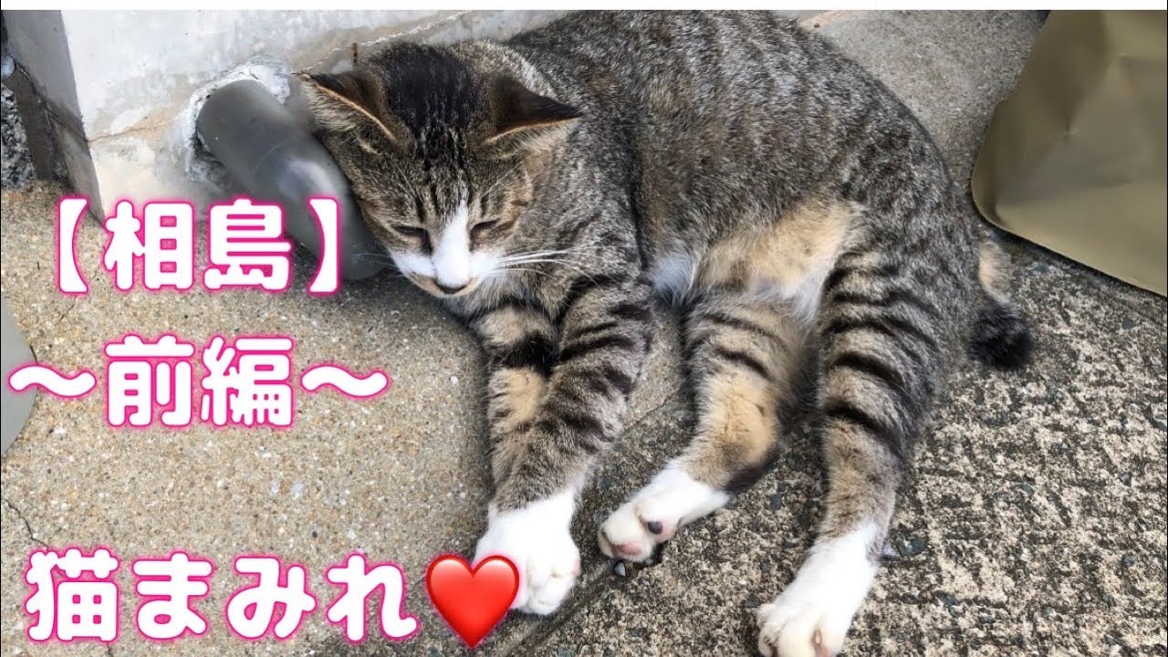 猫の島『相島』訪問レポート🐱💕〜前編〜