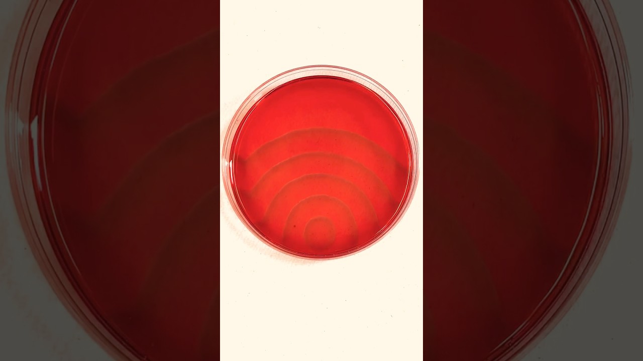 Oscillating chemical reactions are crazy 🧪 #shorts #chemicalreaction #science