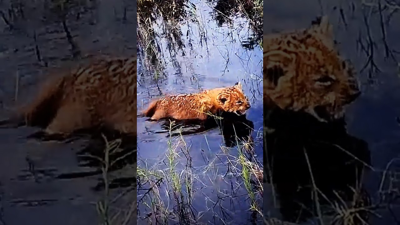 CALLING MOM! 🔊 Tiny Lion Cub MUST Swim! 🦁