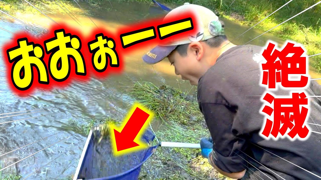 【昆虫採集】水生昆虫が!!!楽園に足を踏み入れると・・・