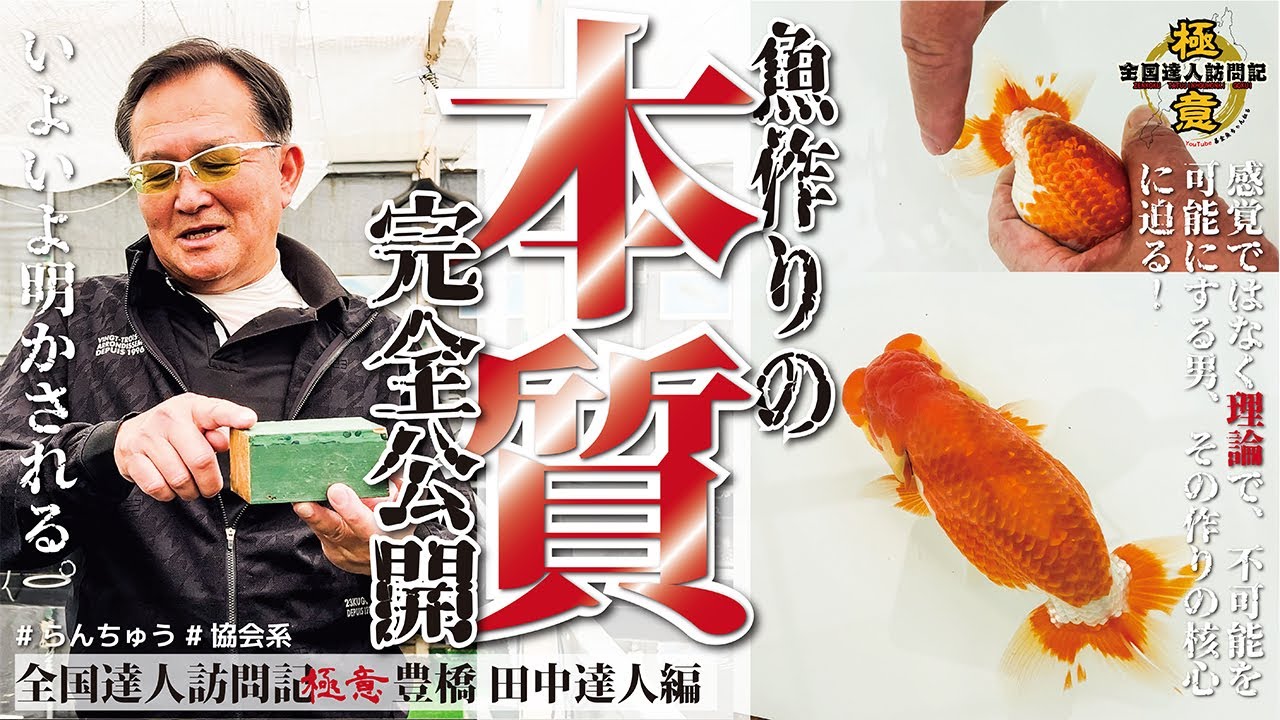 【 暴露 】理論と経験に裏付けされた会魚を作る秘伝がやばすぎた！！！　 #らんちゅう #金魚 #goldfish #善魚ちゃんねる