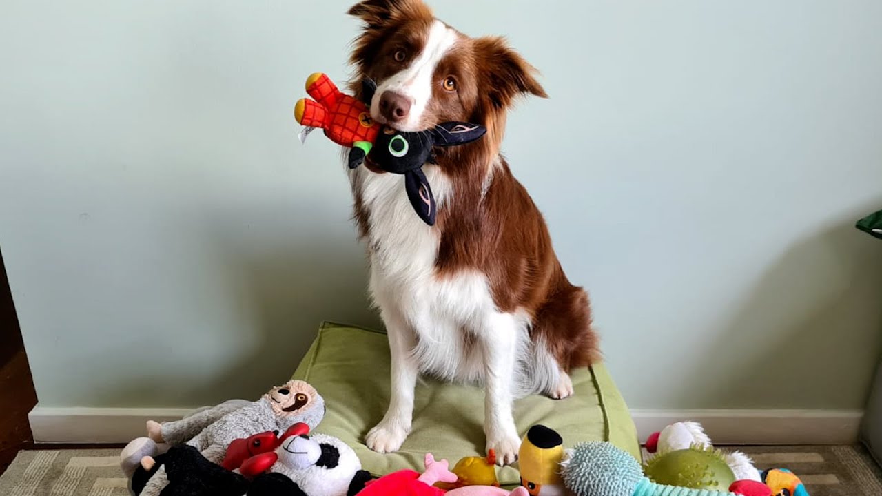 See if dogs can sort toys by how they are used | Science News