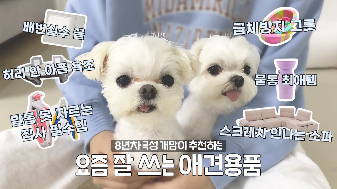 광고❌삶의질 상승 애견용품 6가지 추천