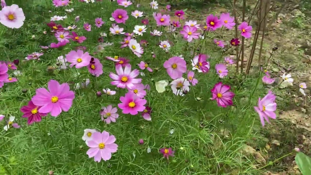 an Giang Tự chùa An Dân xã Tây thụy Anh tỉnh hưng Yên