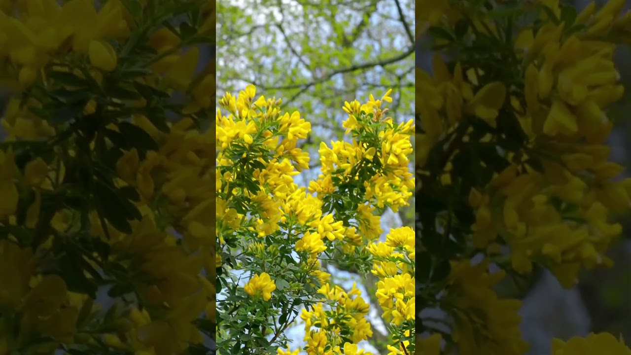 Spring Garden , England  (Kiftsgate Court Garden) #꽃 # 영국 정원#shorts