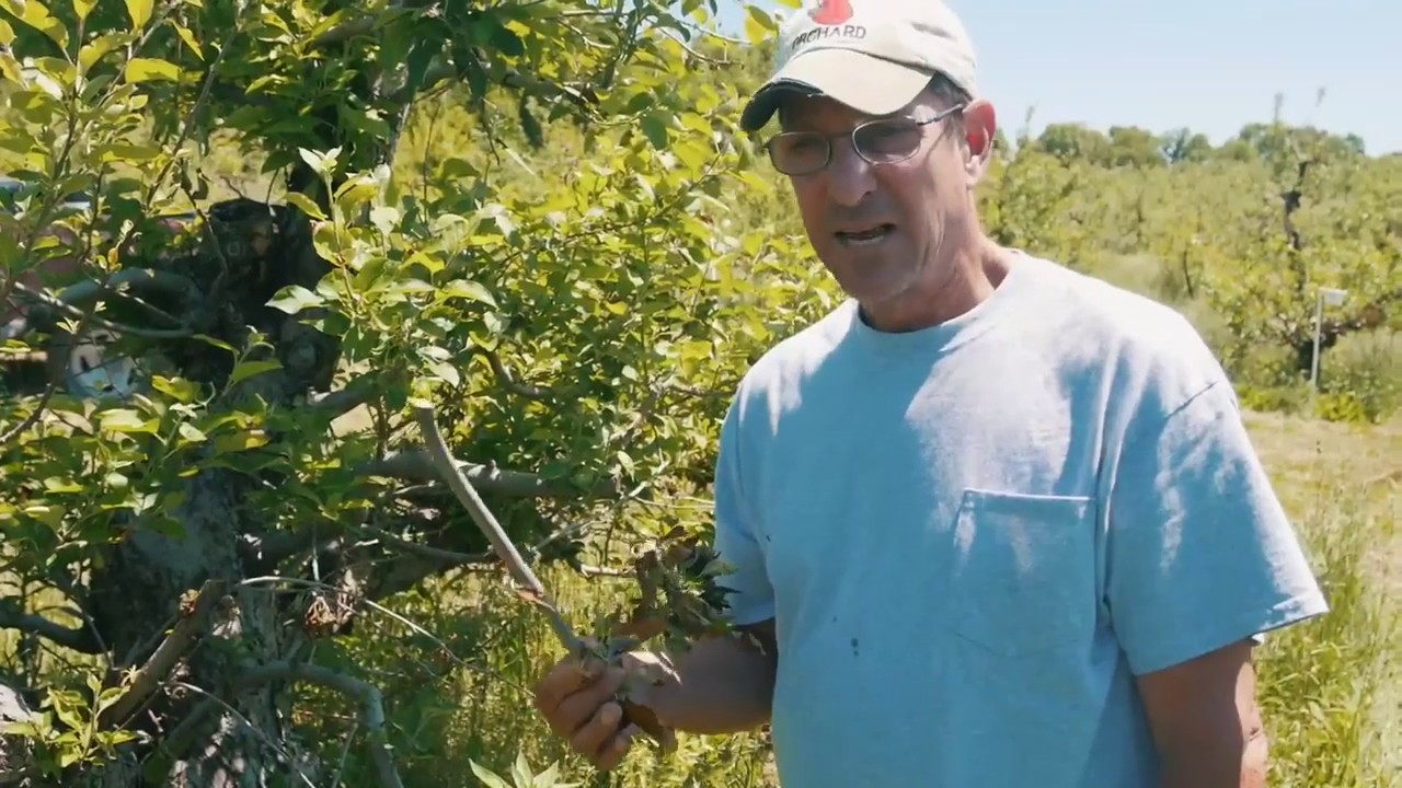Fire Blight in Apple Trees