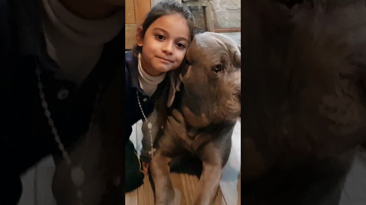 Perros Vikingos los dos reyes