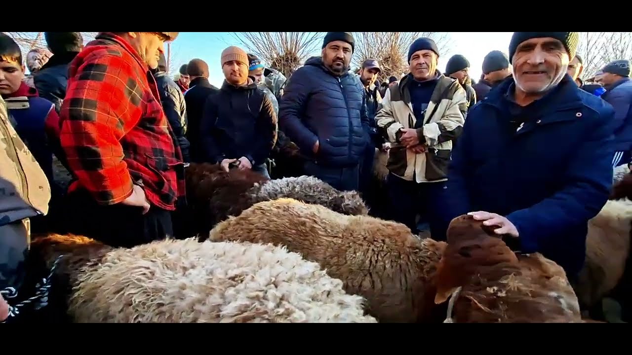 Молбозори Нуроншоҳ гӯсфандҳо 04 02 26с